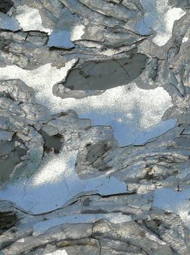 le fotografie di Ines Facchin